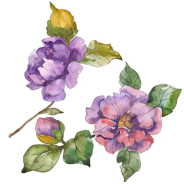 Camélia rouge et violet fleurs isolées sur blanc. Aquarelle fond éléments d'illustration . — Photo de stock