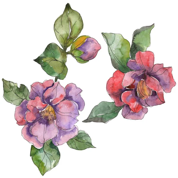 Red and purple camellia flowers isolated on white. Watercolor background illustration elements. — Stock Photo