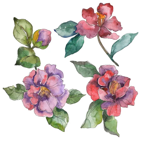 Red and purple camellia flowers isolated on white. Watercolor background illustration elements. — Stock Photo