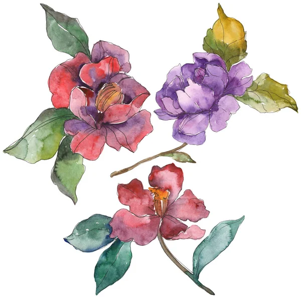 Flores de camelia roja y púrpura aisladas en blanco. Elementos de ilustración de fondo acuarela . - foto de stock