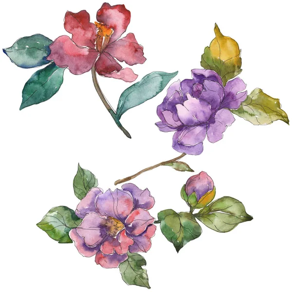 Red and purple camellia flowers isolated on white. Watercolor background illustration elements. — Stock Photo