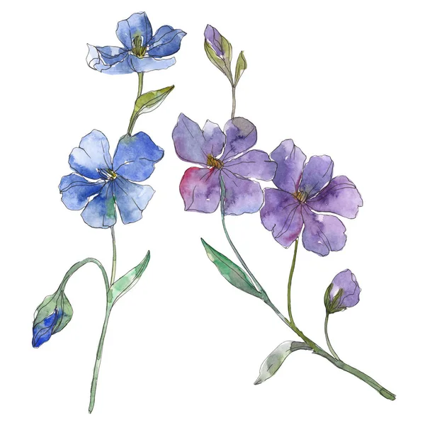 Fiore botanico floreale di lino blu e viola. Fiore selvatico primaverile isolato. Acquerello sfondo illustrazione set. Acquerello disegno moda acquerello. Elemento di illustrazione del lino isolato . — Foto stock