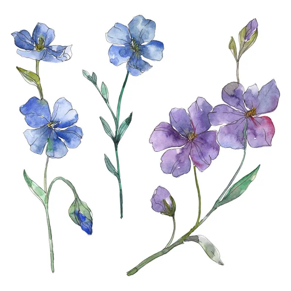 Flor botánica floral de lino azul y púrpura. Flor silvestre de hoja de primavera aislada. Conjunto de ilustración de fondo acuarela. Acuarela dibujo moda aquarelle. Elemento aislado de ilustración de lino . - foto de stock