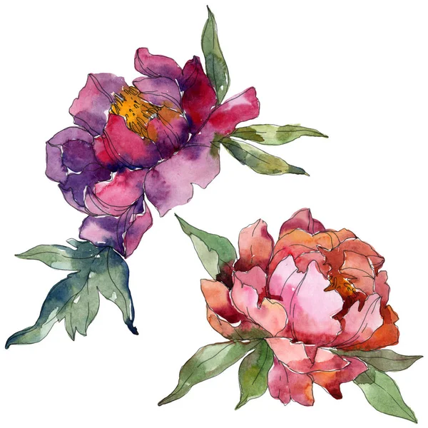 Purple peonies watercolor background illustration set. Isolated peonies illustration elements. — Stock Photo