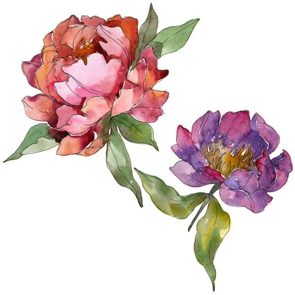 Purple peonies watercolor background illustration set. Isolated peonies illustration elements. — Stock Photo