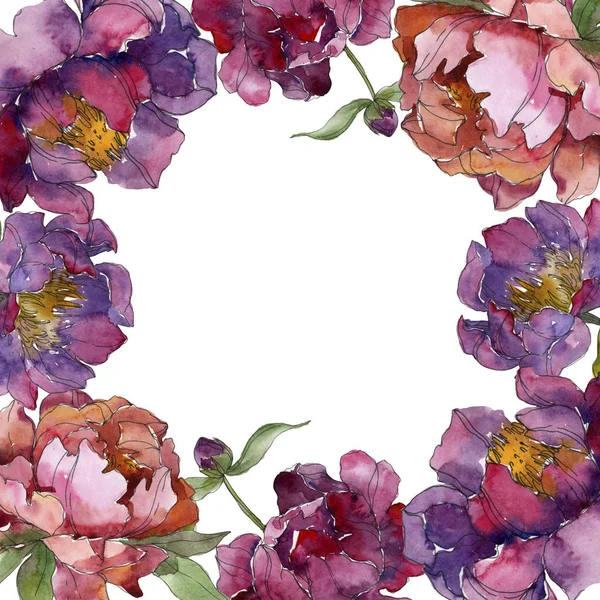 Púrpura aislado en peonías blancas conjunto de ilustración de fondo de acuarela. Marco ornamento frontera . - foto de stock