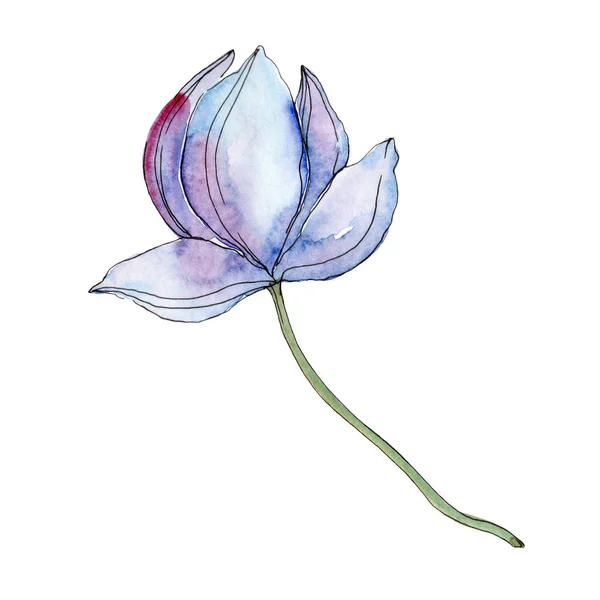 Fleur de lotus bleue et violette. Aquarelle illustration de fond élément isolé . — Photo de stock