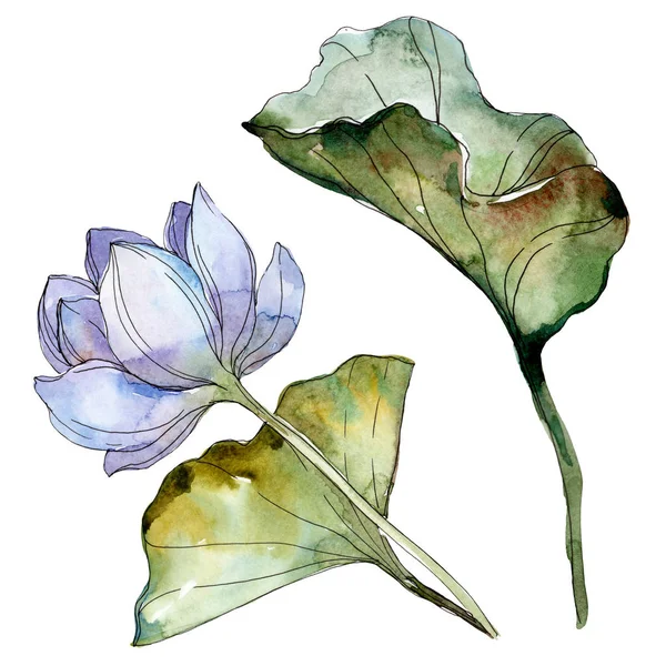 Blue and purple lotus flower with green leaf. Watercolor isolated illustration elements. — Stock Photo