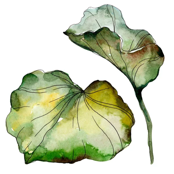 Lótus verde. Conjunto de ilustração de fundo aquarela. Folhas de lótus isoladas elementos de ilustração . — Fotografia de Stock