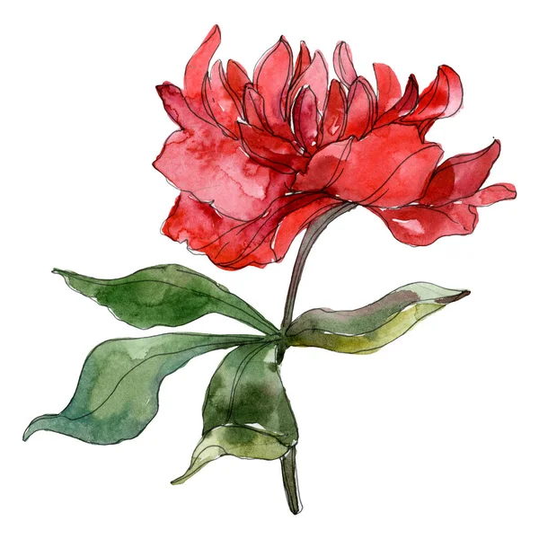 Red peonies isolated on white. Watercolor background illustration element. — Stock Photo