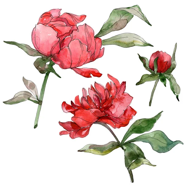 Red peonies isolated on white. Watercolor background illustration set. — Stock Photo