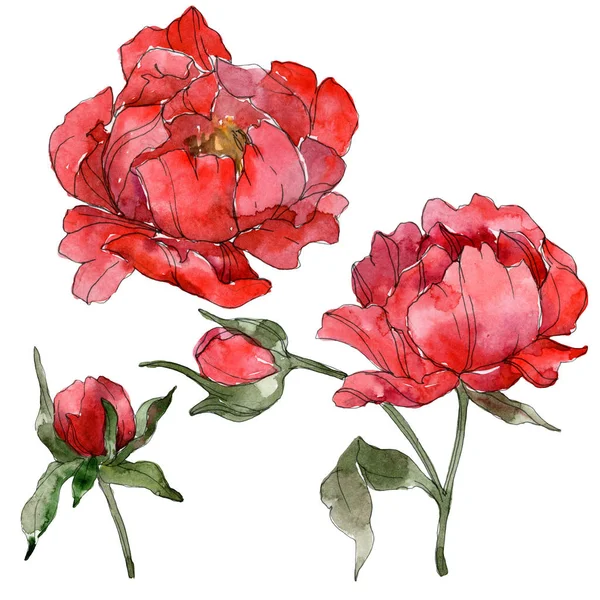 Red peonies isolated on white. Watercolor background illustration set. — Stock Photo