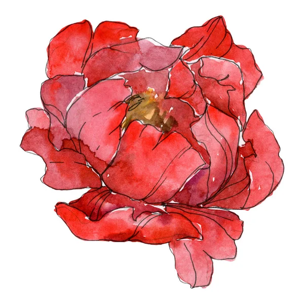 Red peonies isolated on white. Watercolor background illustration element. — Stock Photo