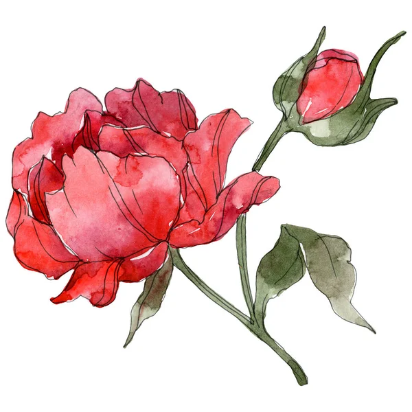 Red peonies isolated on white. Watercolor background illustration set. — Stock Photo