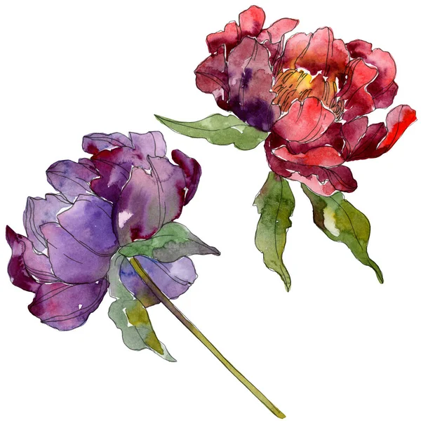 Red and purple peonies. Watercolor background set. Isolated peonies illustration elements. — Stock Photo