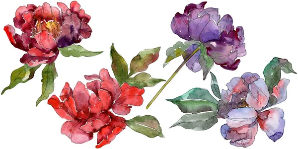 Peonie rosse e viola. Set sfondo acquerello. Peonie isolate elementi illustrativi . — Foto stock