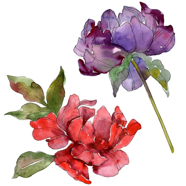 Pivoines rouges et violettes. Ensemble de fond aquarelle. Pivoines isolées éléments d'illustration . — Photo de stock