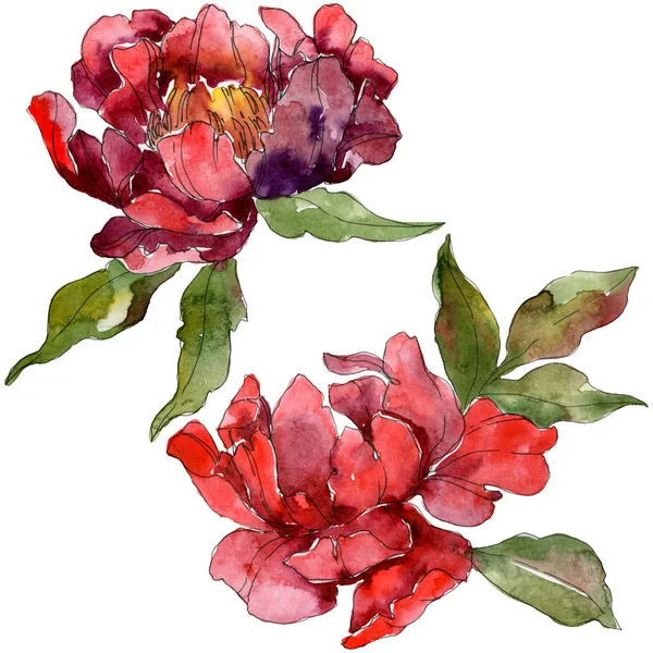 Red peonies. Watercolor background set. Isolated peonies illustration elements. — Stock Photo