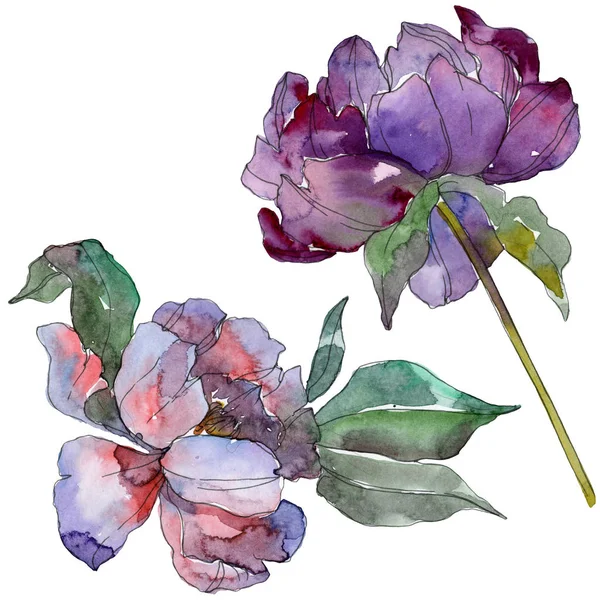Purple peonies. Watercolor background set. Isolated peonies illustration elements. — Stock Photo