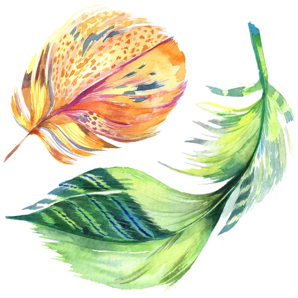 Pluma colorida de pájaro de ala aislada. Pluma de Aquarelle para el fondo. Juego de ilustración en acuarela. Acuarela dibujo moda acuarela aislado. Elemento de ilustración de plumas aisladas . - foto de stock