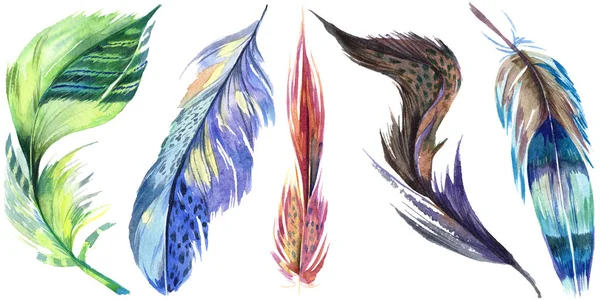 Plume d'oiseau colorée de l'aile isolée. Plume Aquarelle pour fond. Ensemble d'illustration aquarelle. Aquarelle dessin mode aquarelle isolé. Élément isolé d'illustration de plumes . — Photo de stock