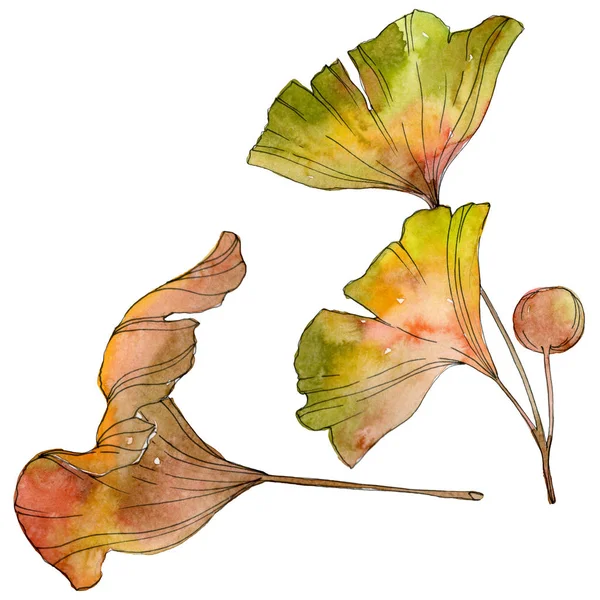 Folha de ginkgo amarelo verde biloba. Folha planta botânica jardim folhagem. Conjunto de ilustração de fundo aquarela. Aquarelle desenho aquarelle moda isolado. Elemento de ilustração do ginkgo isolado . — Fotografia de Stock