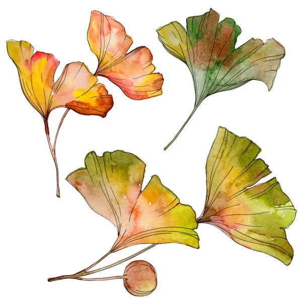 Hoja de ginkgo biloba verde amarilla. Follaje botánico de la planta de la hoja. Conjunto de ilustración de fondo acuarela. Acuarela dibujo moda acuarela aislado. Elemento de ilustración de ginkgo aislado . - foto de stock