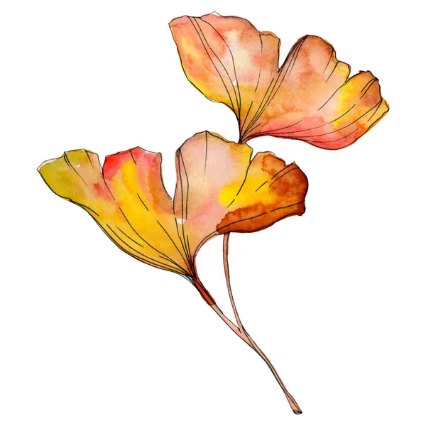 Feuille de ginkgo biloba jaune vert. Feuillage de jardin botanique de plante de feuille. Ensemble d'illustration de fond aquarelle. Aquarelle dessin mode aquarelle isolé. Élément d'illustration ginkgo isolé . — Photo de stock