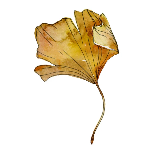 Foglia di ginkgo biloba giallo verde. Foglia vegetale orto botanico fogliame. Acquerello sfondo illustrazione set. Acquerello disegno moda acquerello isolato. Elemento isolante di illustrazione ginkgo . — Foto stock