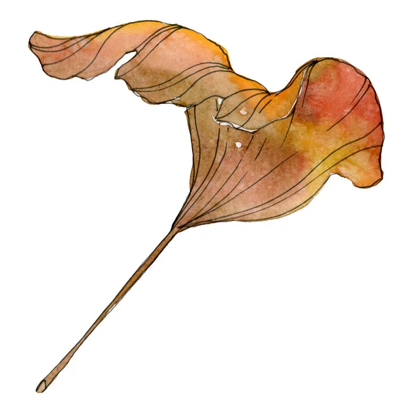 Hoja de ginkgo biloba verde amarilla. Follaje botánico de la planta de la hoja. Conjunto de ilustración de fondo acuarela. Acuarela dibujo moda acuarela aislado. Elemento de ilustración de ginkgo aislado . - foto de stock