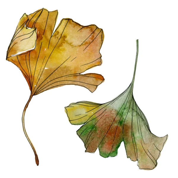 Folha de ginkgo amarelo verde biloba. Folha planta botânica jardim folhagem. Conjunto de ilustração de fundo aquarela. Aquarelle desenho aquarelle moda isolado. Elemento de ilustração do ginkgo isolado . — Fotografia de Stock