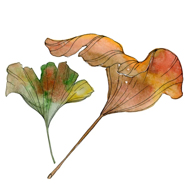 Green yellow ginkgo biloba leaf. Leaf plant botanical garden foliage. Watercolor background illustration set. Watercolour drawing fashion aquarelle isolated. Isolated ginkgo illustration element. — Stock Photo