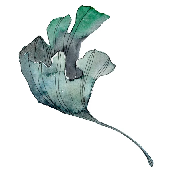 Foglia di Ginkgo biloba. Foglia vegetale orto botanico fogliame floreale. Acquerello sfondo illustrazione set. Acquerello disegno moda acquerello isolato. Elemento isolante di illustrazione ginkgo . — Foto stock