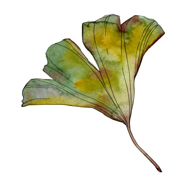 Hoja de Ginkgo biloba. Planta de hojas de jardín botánico follaje floral. Conjunto de ilustración de fondo acuarela. Acuarela dibujo moda acuarela aislado. Elemento de ilustración de ginkgo aislado . - foto de stock