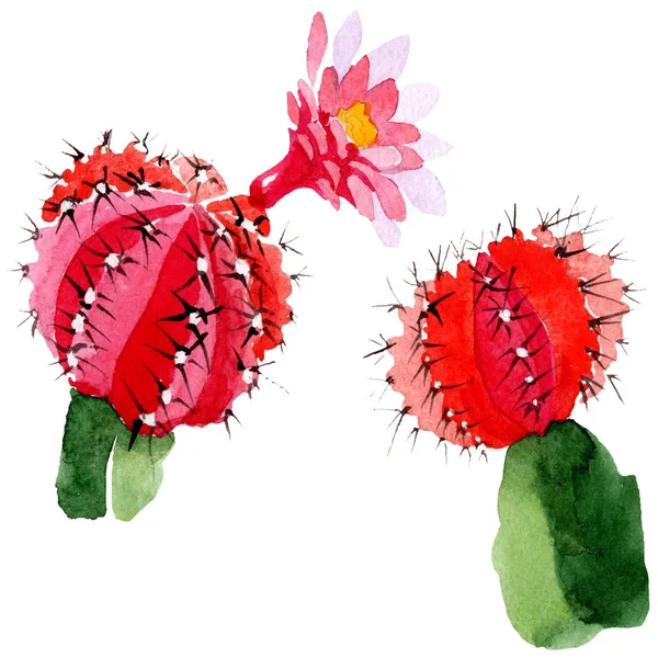 Green and red cacti isolated on white. Watercolor background illustration set. — Stock Photo