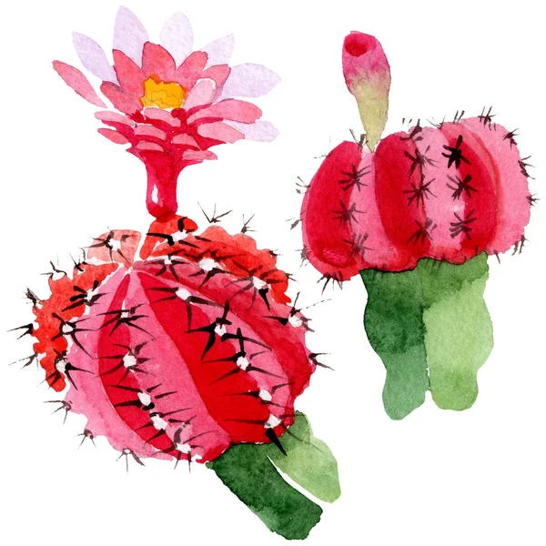 Green and red cacti isolated on white. Watercolor background illustration set. — Stock Photo