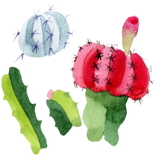 Green and red cacti isolated on white. Watercolor background illustration set. — Stock Photo