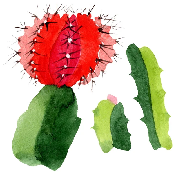 Зеленый и красный кактусы изолированы на белом. Акварельный набор иллюстраций . — стоковое фото