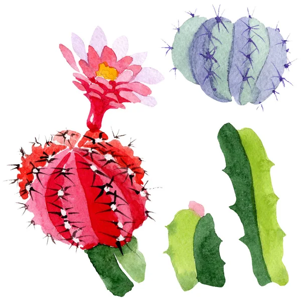 Green and red cacti isolated on white. Watercolor background illustration set. — Stock Photo