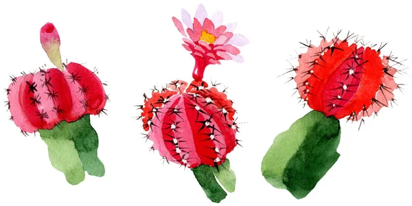 Зеленый и красный кактусы изолированы на белом. Акварельный набор иллюстраций . — стоковое фото