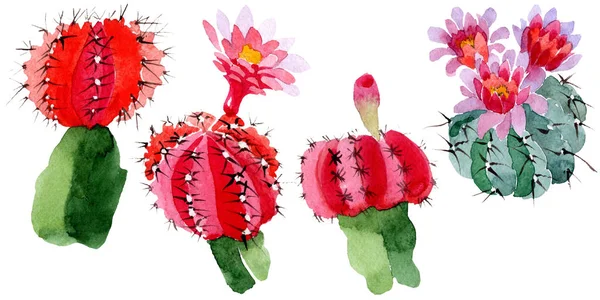 Green and red cacti isolated on white. Watercolor background illustration set. — Stock Photo