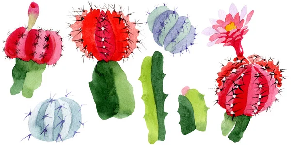 Cactus verdes y rojos aislados en blanco. Acuarela fondo ilustración conjunto . — Stock Photo