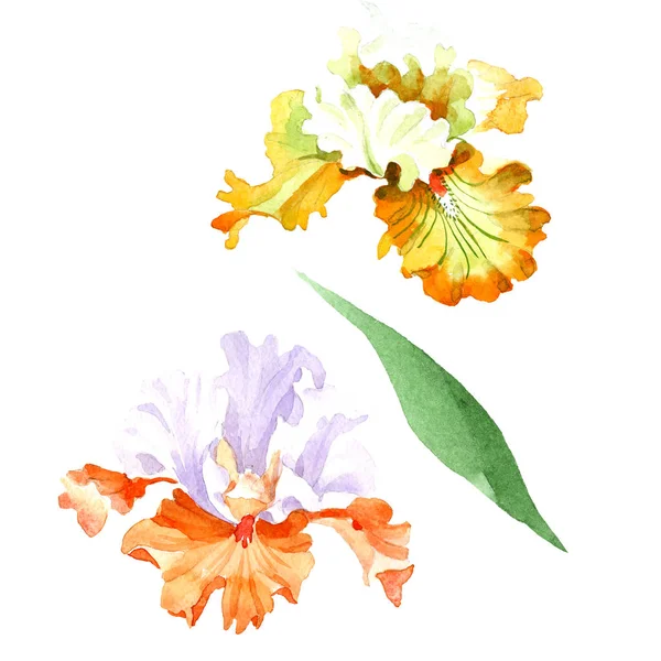 Naranja iris blanco flor botánica floral. Flor silvestre de hoja de primavera aislada. Conjunto de ilustración de fondo acuarela. Acuarela dibujo moda aquarelle. Elemento de ilustración de iris aislado . - foto de stock