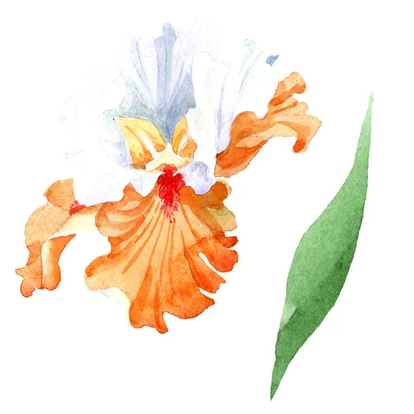 Orange white iris floral botanical flower. Wild spring leaf wildflower isolated. Watercolor background illustration set. Watercolour drawing fashion aquarelle. Isolated iris illustration element. — Stock Photo