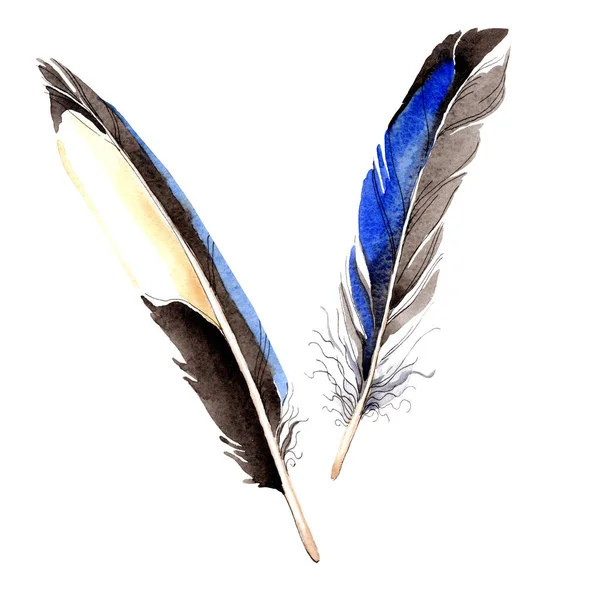 Watercolor blue and black bird feather from wing isolated. Aquarelle feather for background. Watercolour drawing fashion. Isolated feathers illustration element. — Stock Photo