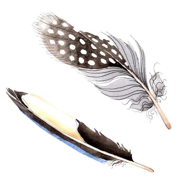 Акварель голубое и черное птичье перо из крыла изолированы. Перо аквареля для заднего плана. Мода на акварель. Изолированные перья . — стоковое фото