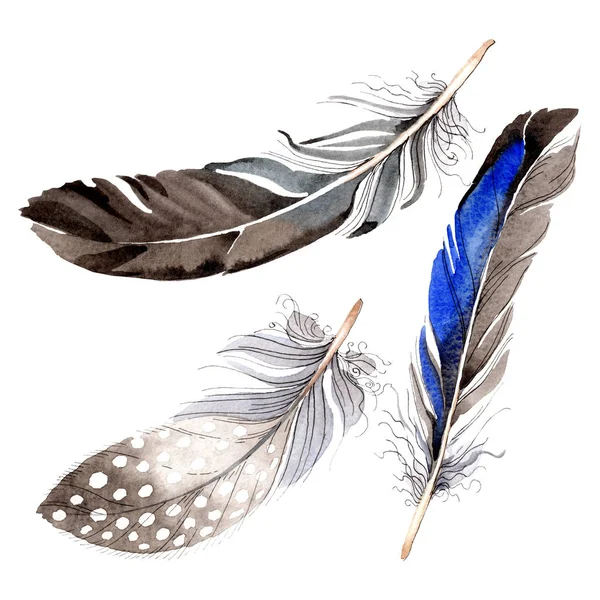 Акварельне синьо-чорне пташине перо з крила ізольоване. Пір'я акварелі для тла. Мода малювання акварелі. Ізольовані пір'я елемент ілюстрації . — стокове фото