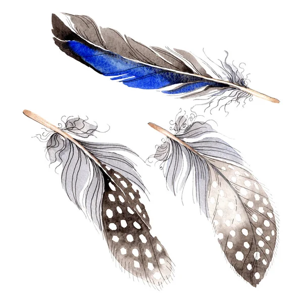 Watercolor blue and black bird feather from wing isolated. Aquarelle feather for background. Watercolour drawing fashion. Isolated feathers illustration element. — Stock Photo