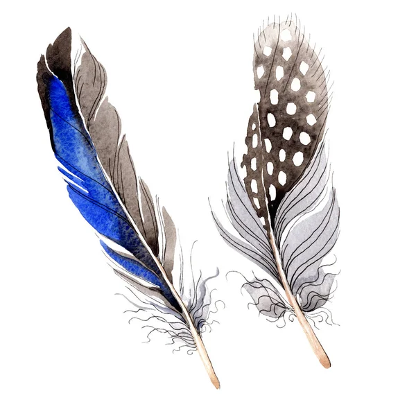 Watercolor blue and black bird feather from wing isolated. Aquarelle feather for background. Watercolour drawing fashion. Isolated feathers illustration element. — Stock Photo