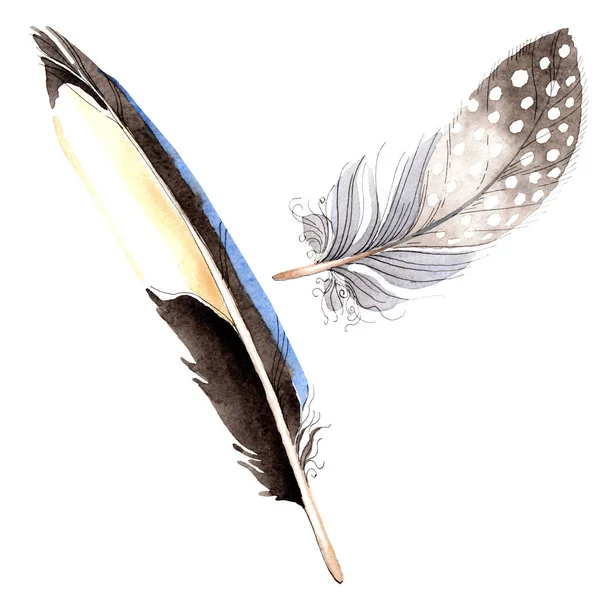 Watercolor blue and black bird feather from wing isolated. Aquarelle feather for background. Watercolour drawing fashion. Isolated feathers illustration element. — Stock Photo